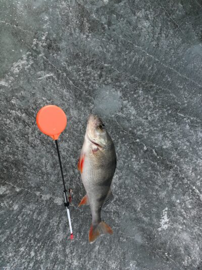 Eurasian perch, 0.2 kg