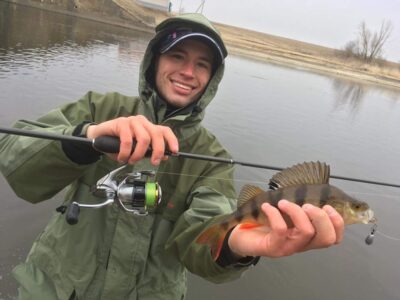 Eurasian perch