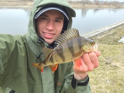 Eurasian perch