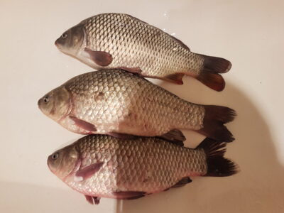 Prussian carp ×2
