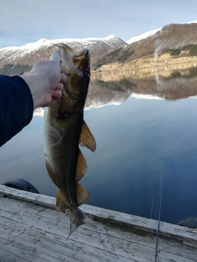 Atlantic cod, 3.0 kg
