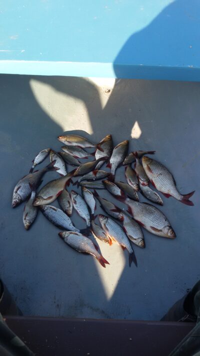 Roach ×30