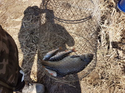 Carp bream, 1.2 kg — Neman River