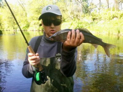 Grayling