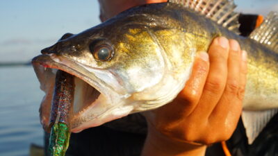 Pike perch