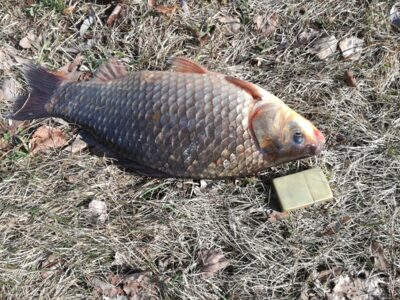 Prussian carp, 1.1 kg