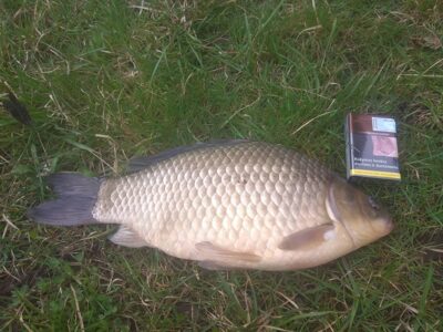 Prussian carp, 1.7 kg