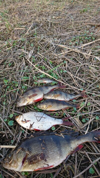Eurasian perch