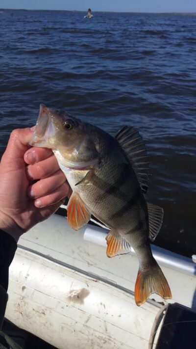 Eurasian perch, 0.4 kg
