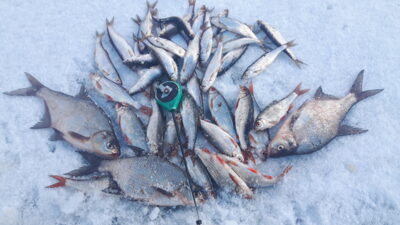 Roach