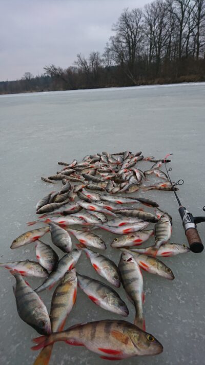 Eurasian perch