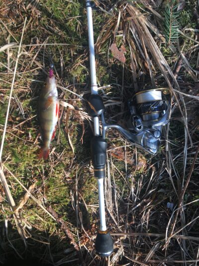 Eurasian perch