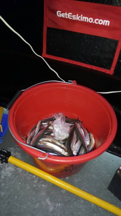 European smelt, 5.0 kg