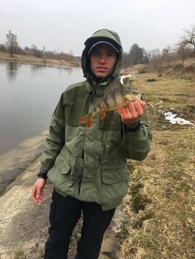 Eurasian perch