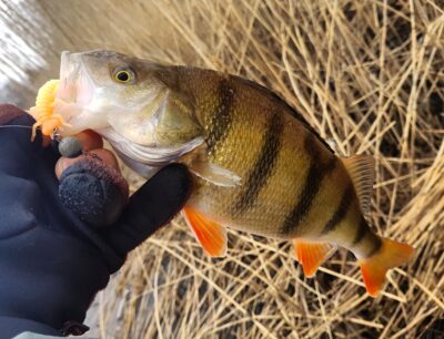 Eurasian perch