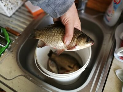 Prussian carp ×2 — Vokė