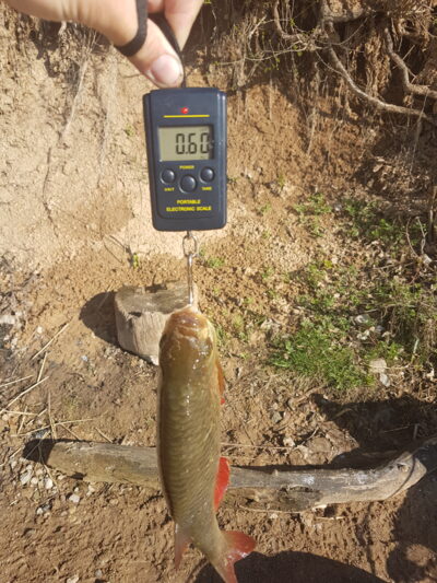 Rudd, 0.6 kg