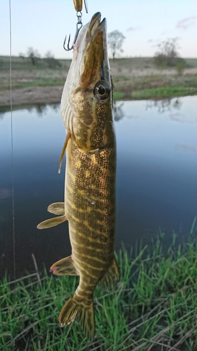 Northern Pike
