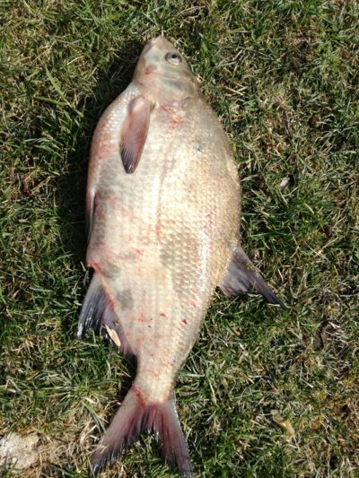 Carp bream, 2.2 kg