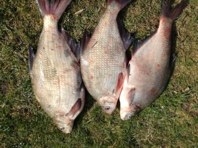 Carp bream ×3