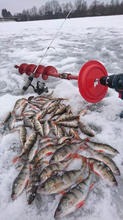 Eurasian perch