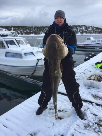 Atlantic cod, 25.0 kg