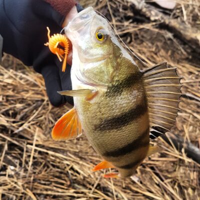 Eurasian perch