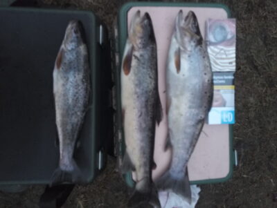 Brown Trout ×3
