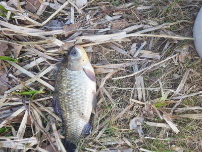 Prussian carp, 1.0 kg