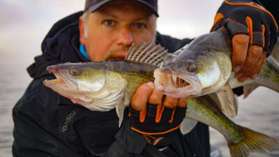 Pike perch