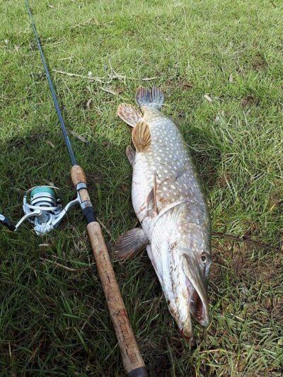 Northern Pike, 4.6 kg