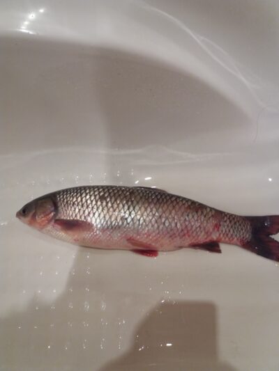Grass carp, 3.0 kg