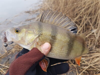 Eurasian perch