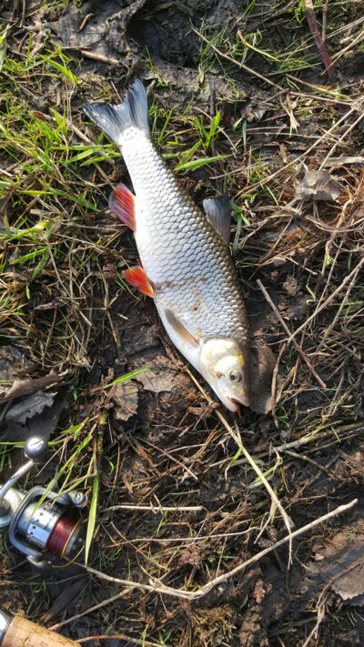 chub, 0.6 kg — Neris River