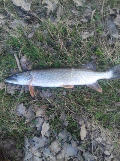 Northern Pike, 1.5 kg