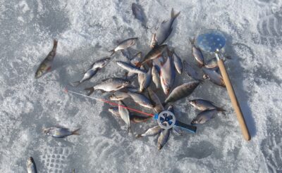 Silver Bream — Arinas