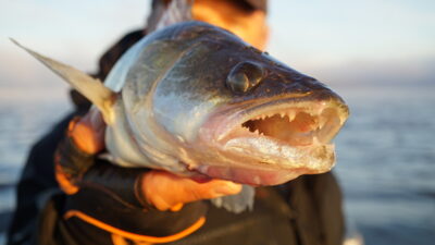 Pike perch