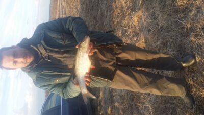 chub, 1.8 kg — Šešuvis