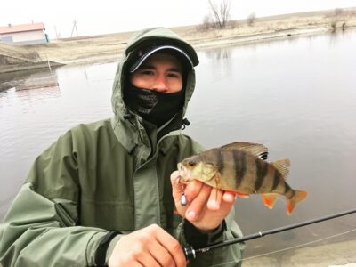 Eurasian perch