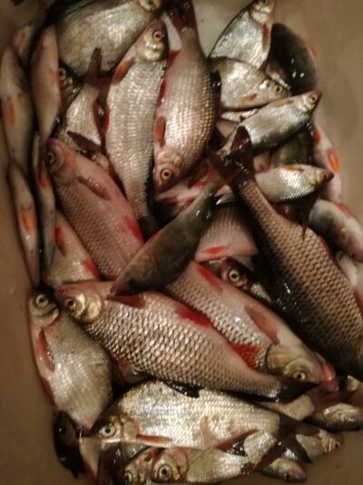 Roach ×30
