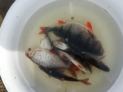 Eurasian perch
