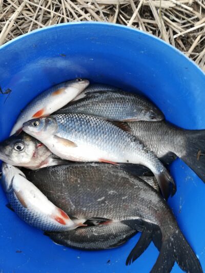 Carp bream ×3 — Neman River