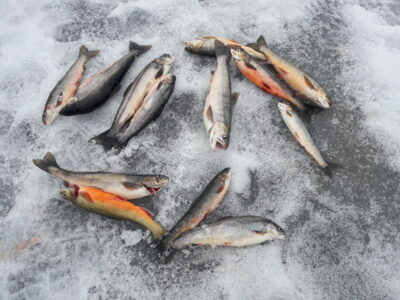 Brook Trout ×13