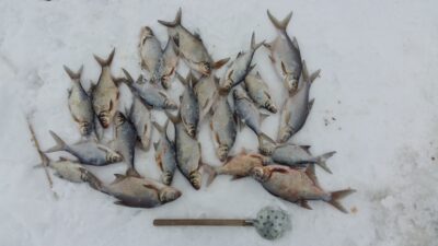 Carp bream ×24