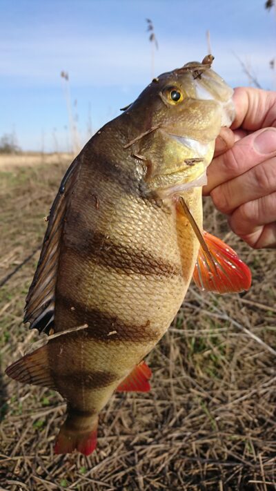 Eurasian perch