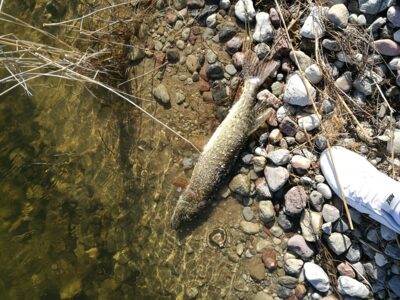Northern Pike