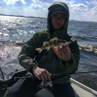 Eurasian perch