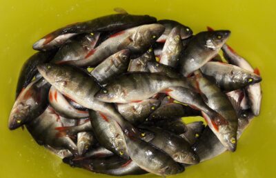 Eurasian perch ×39