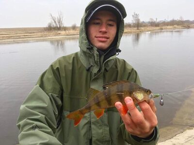Eurasian perch