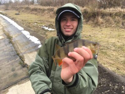 Eurasian perch
